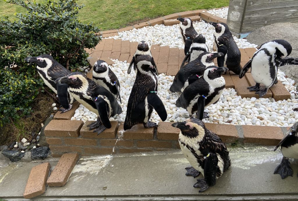 ペンギン